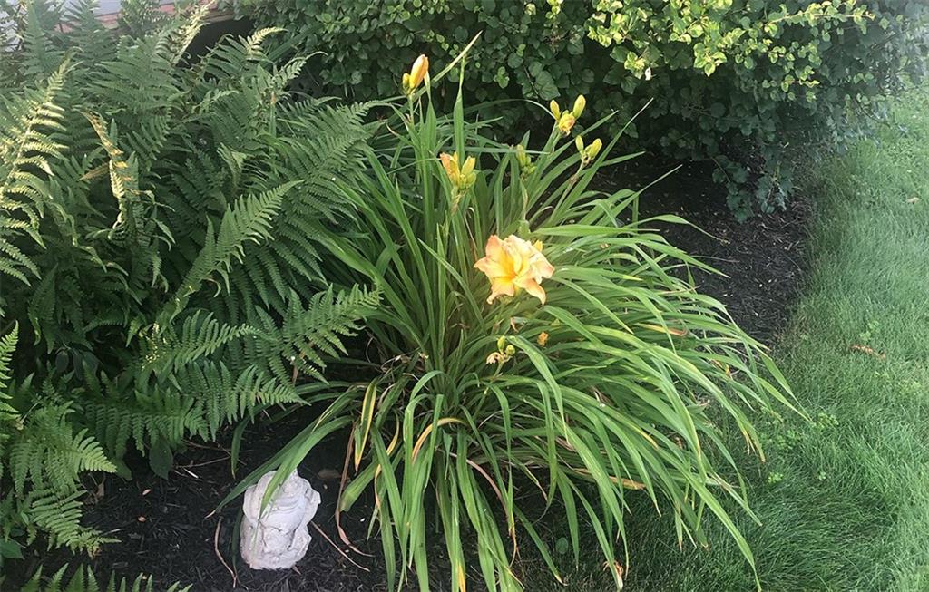 481 Heller Street Rochester, PA 15074 - Photo 24 of 24 a view of a plant in a garden