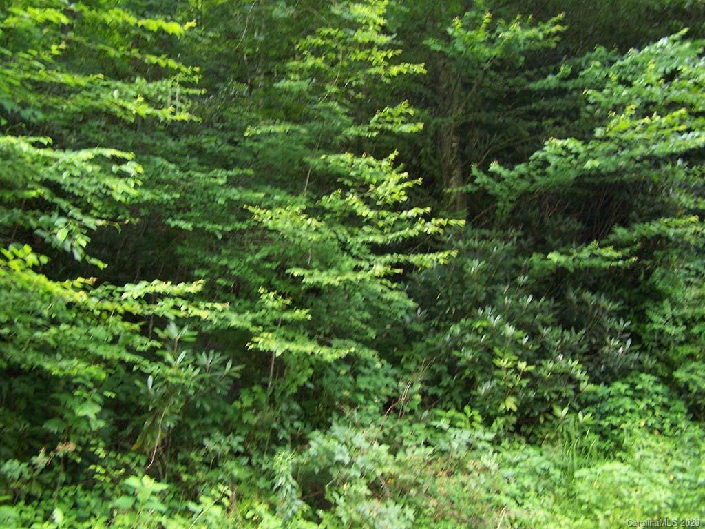 12 Happy Hollow Road, Unit 12 Clyde, NC 28721 - Photo 11 of 16 a view of a lush green forest with lots of trees