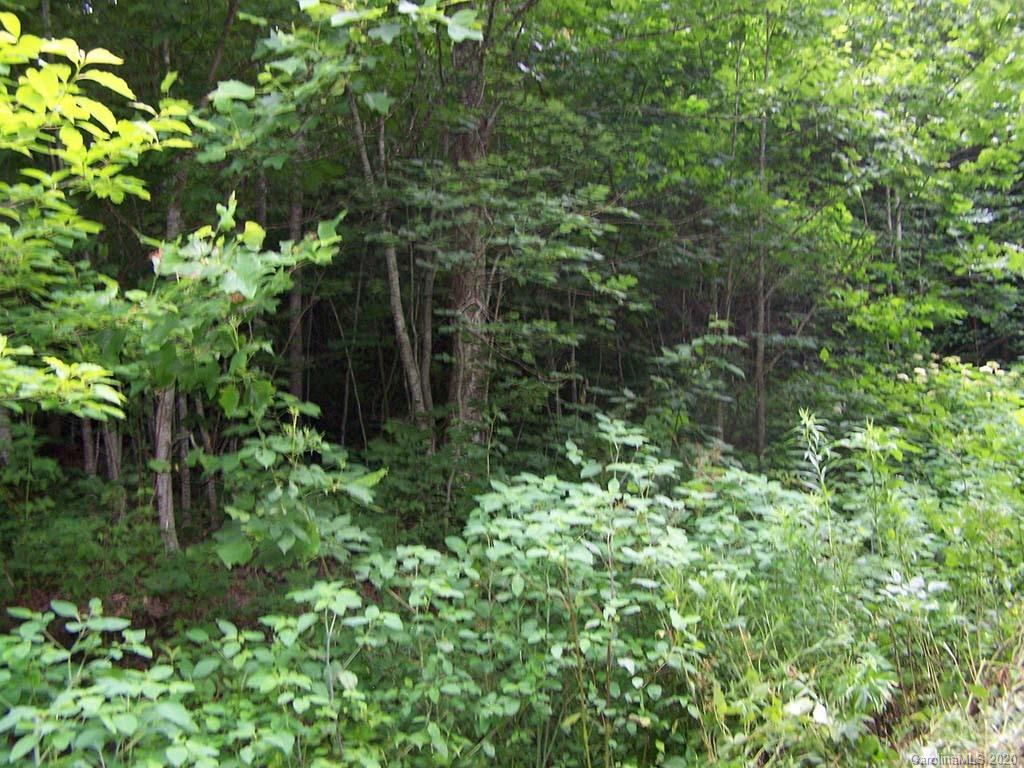 12 Happy Hollow Road, Unit 12 Clyde, NC 28721 - Photo 13 of 16 a plant view in yard