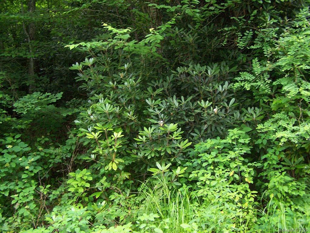 12 Happy Hollow Road, Unit 12 Clyde, NC 28721 - Photo 14 of 16 a view of a lush green forest