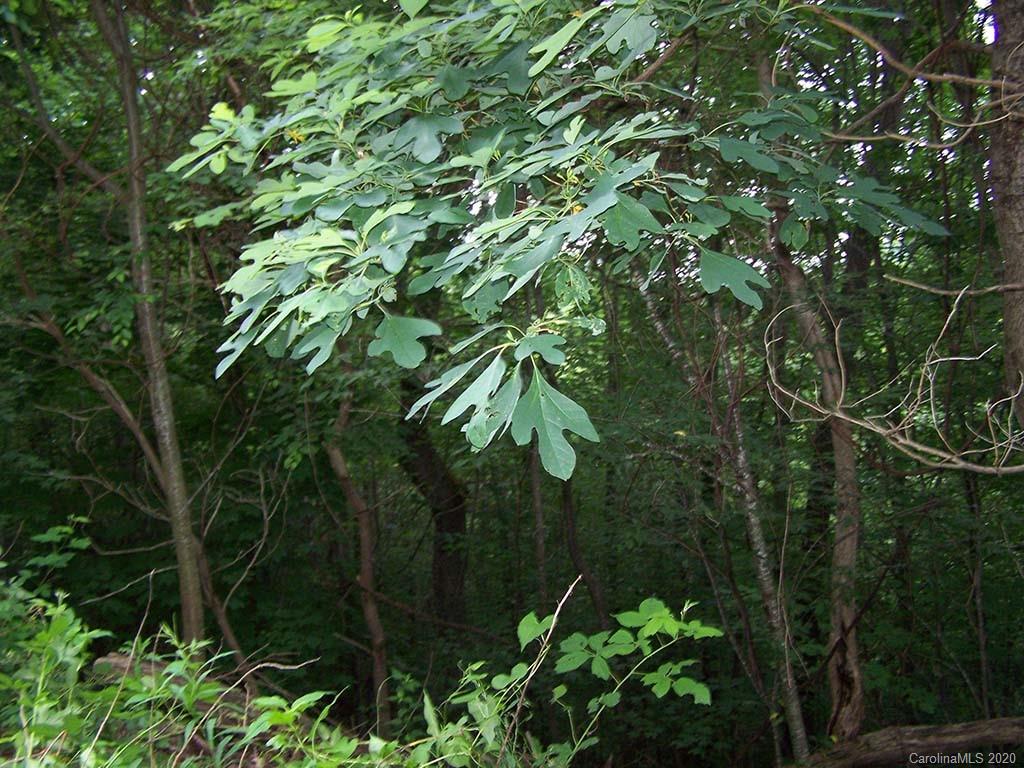 12 Happy Hollow Road, Unit 12 Clyde, NC 28721 - Photo 15 of 16 a backyard of a house with lots of trees