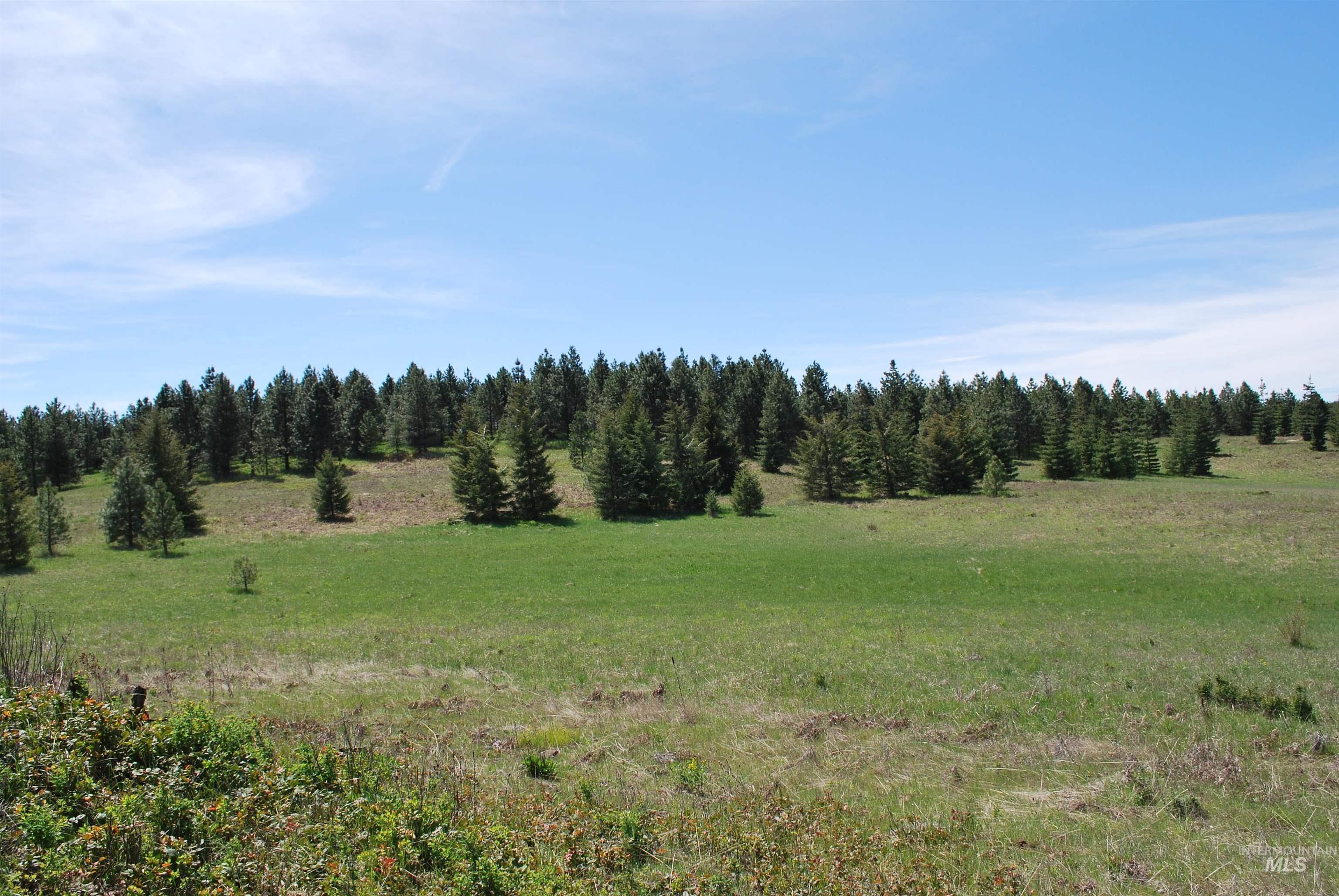 Tbd Middle Road Ahsahka, ID 83520 - Photo 23 of 31 View of tree filled area with a view of rural / pastoral area