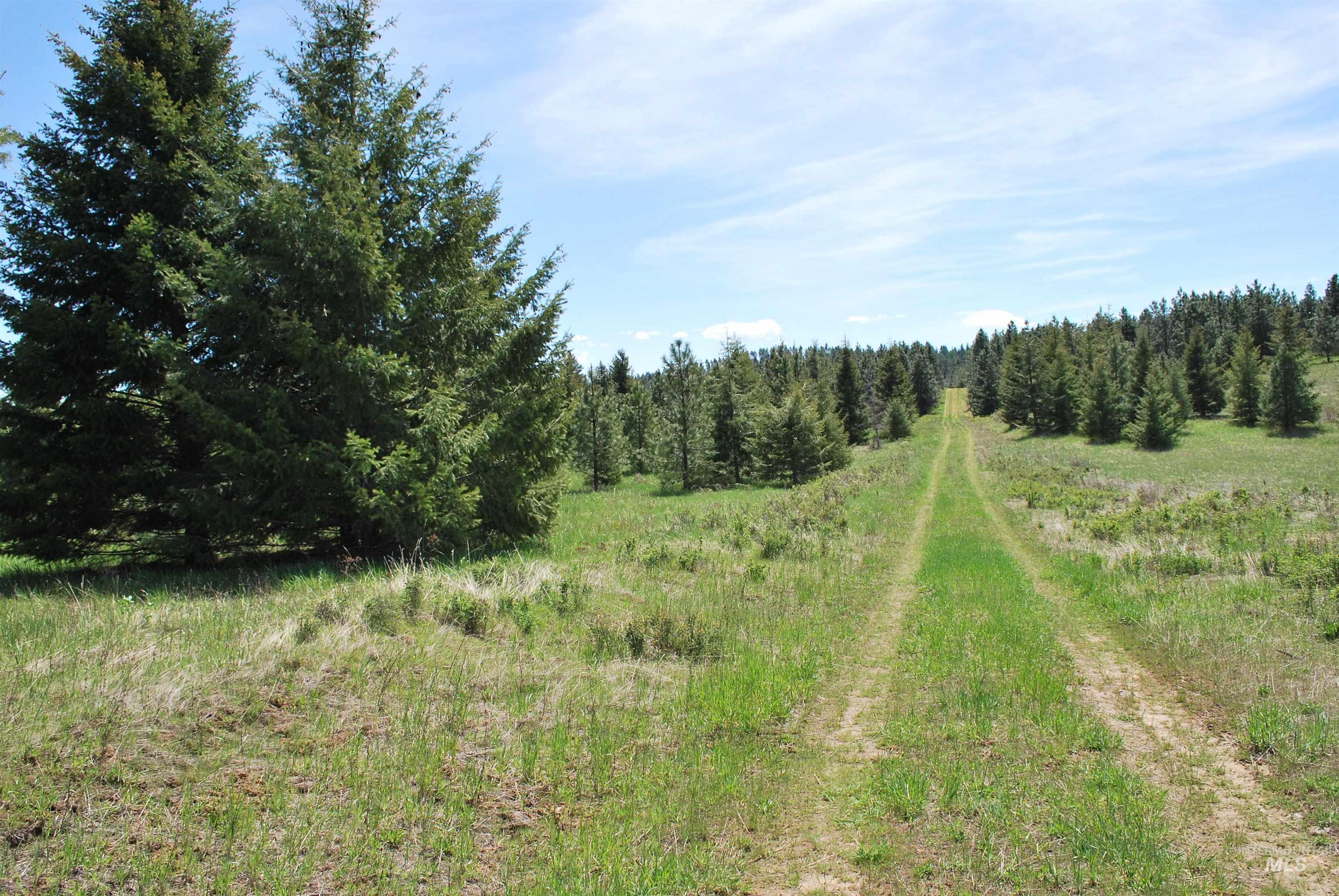 Tbd Middle Road Ahsahka, ID 83520 - Photo 27 of 31 View of woods featuring a rural view