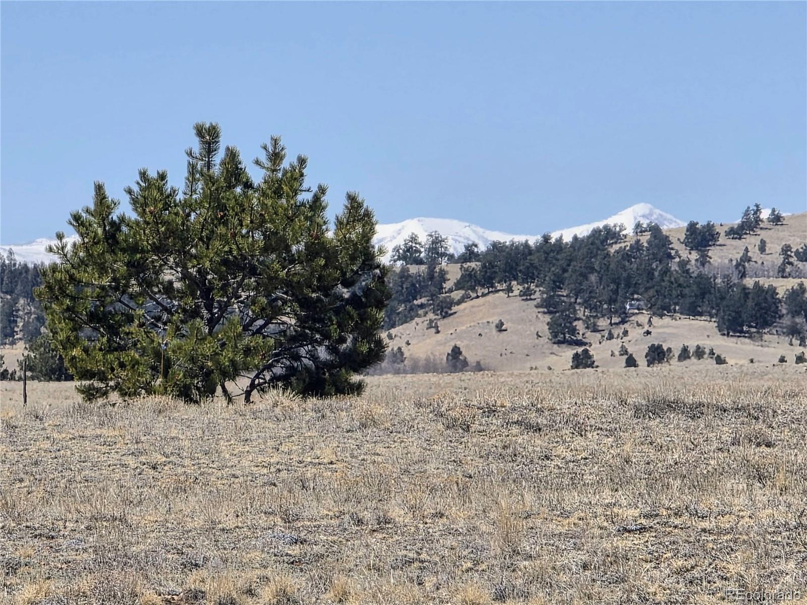 1000 Yellowstone Road Hartsel, CO 80449 - Photo 22 of 37 a view of a dry yard with a tree