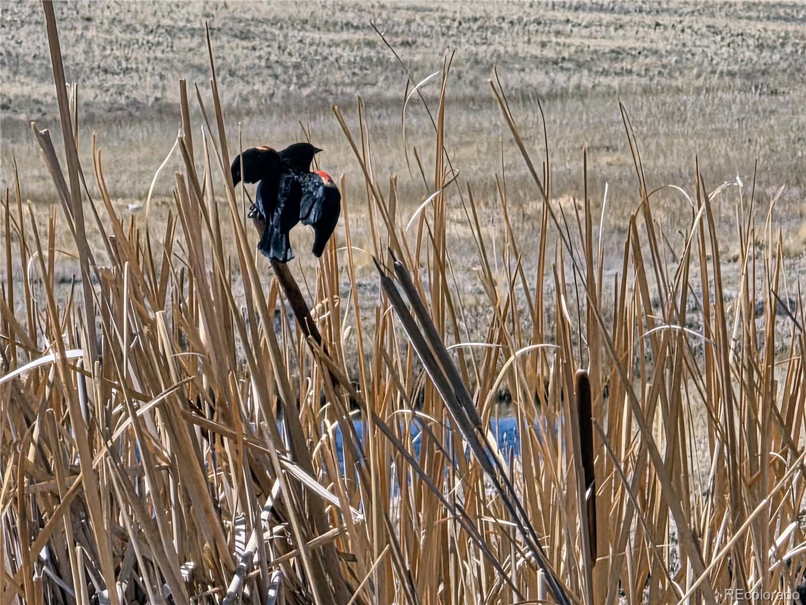 1000 Yellowstone Road Hartsel, CO 80449 - Photo 35 of 37