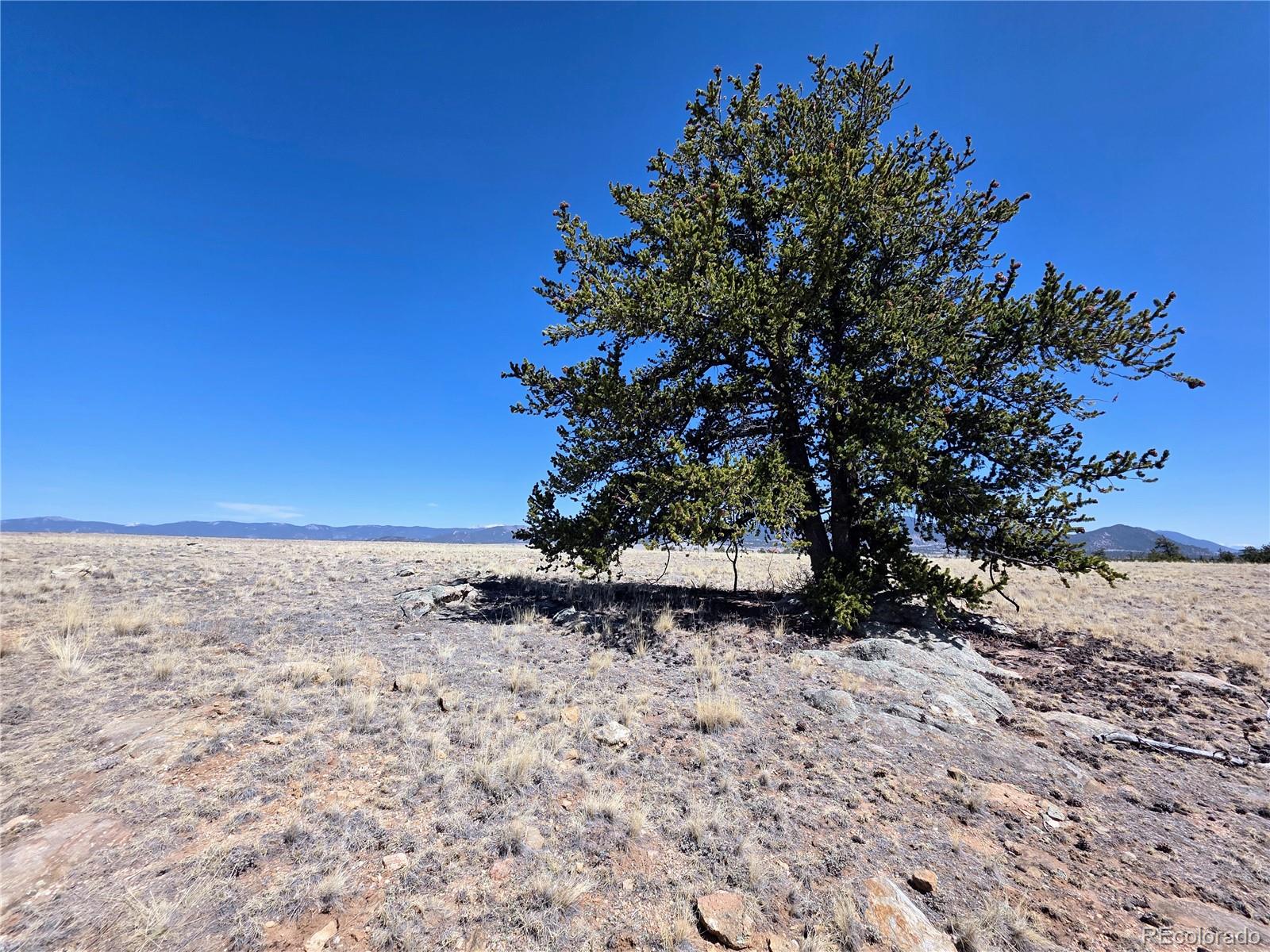 1000 Yellowstone Road Hartsel, CO 80449 - Photo 4 of 37 a view of a yard with a tree