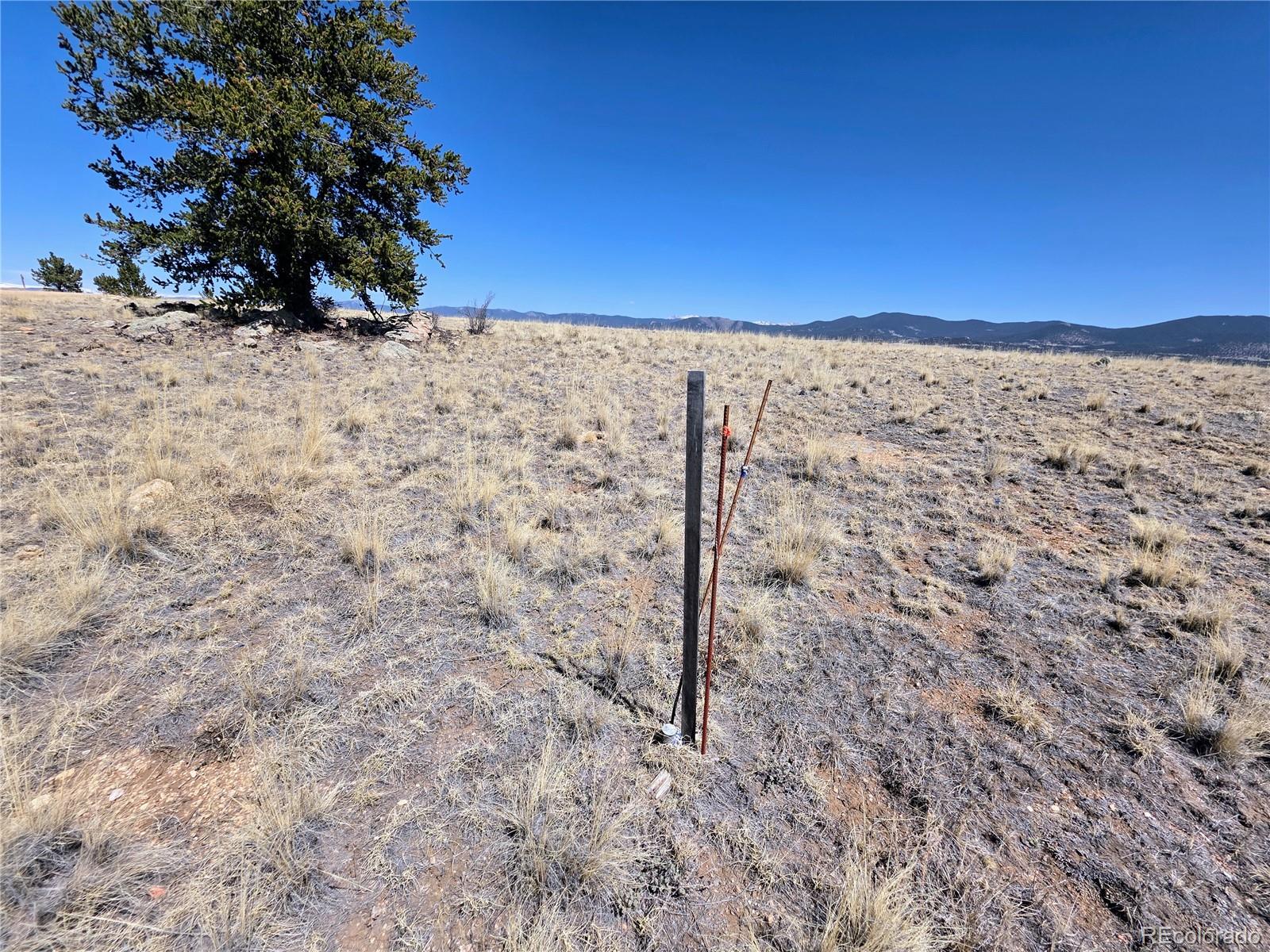 1000 Yellowstone Road Hartsel, CO 80449 - Photo 7 of 37 a view of a yard with a tree