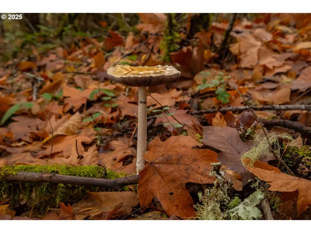 $700,000 | 9740 Upper Olalla Road, Winston, OR 97496