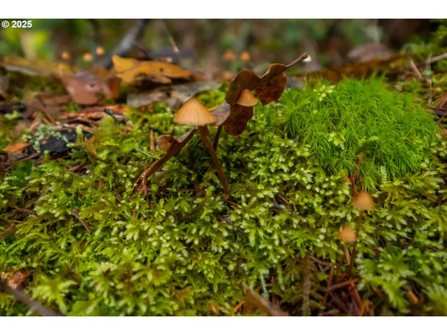 $700,000 | 9740 Upper Olalla Road, Winston, OR 97496