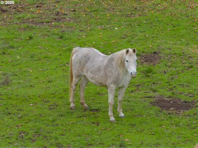 $700,000 | 9740 Upper Olalla Road, Winston, OR 97496