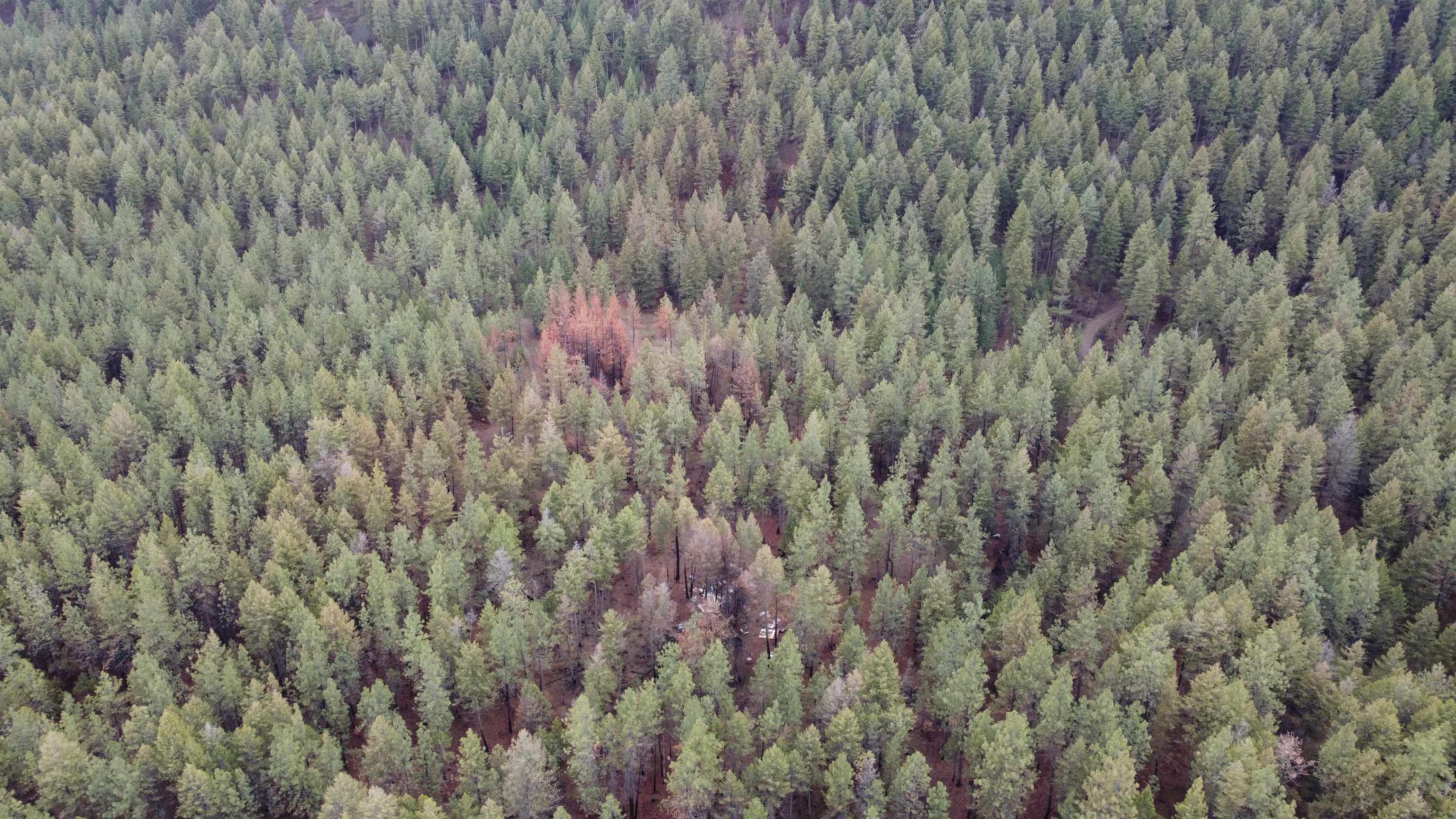 Xxx Coyote Ridge Ln Ford Ford, WA 99013 - Photo 15 of 42