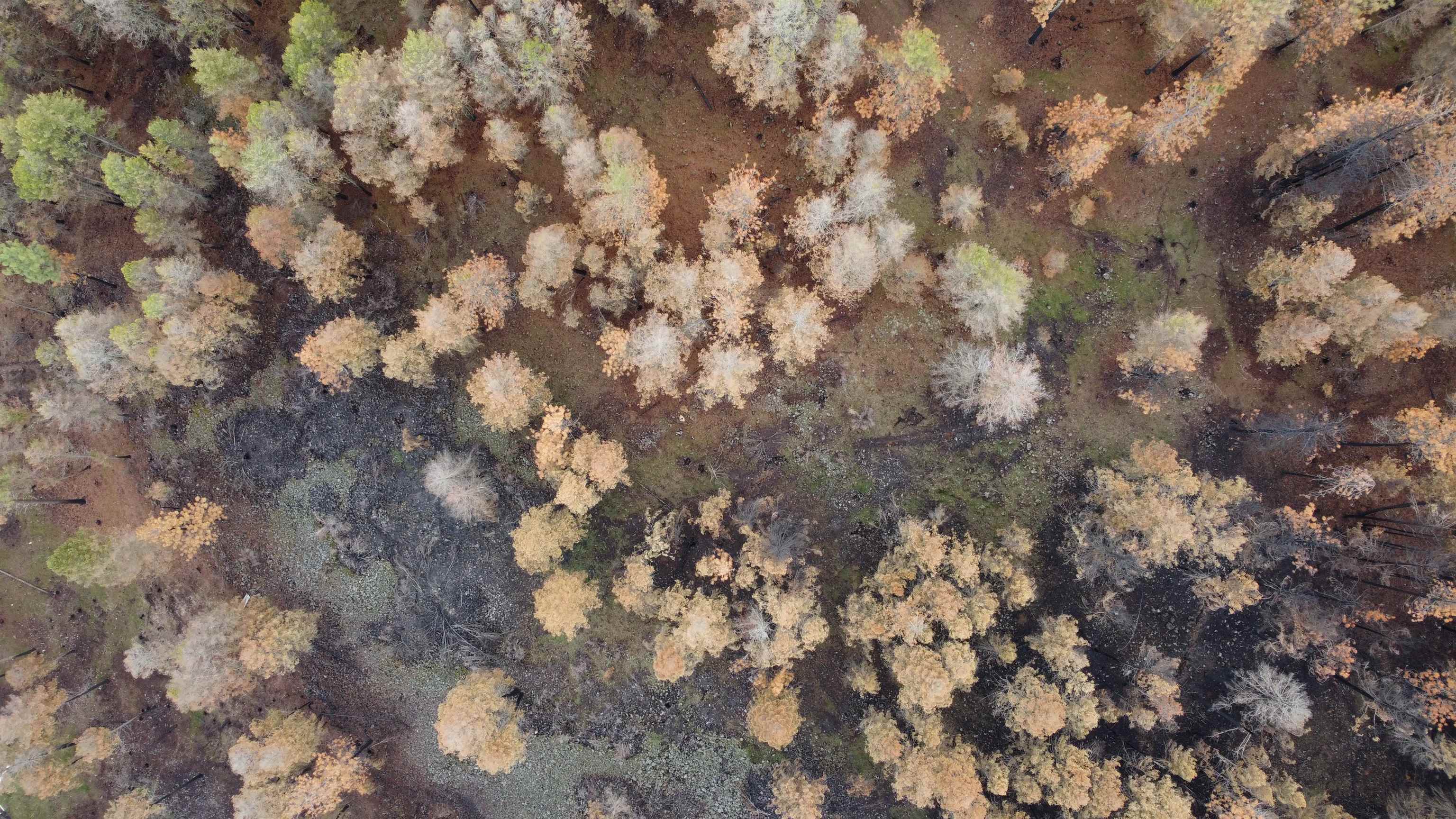 Xxx Coyote Ridge Ln Ford Ford, WA 99013 - Photo 18 of 42