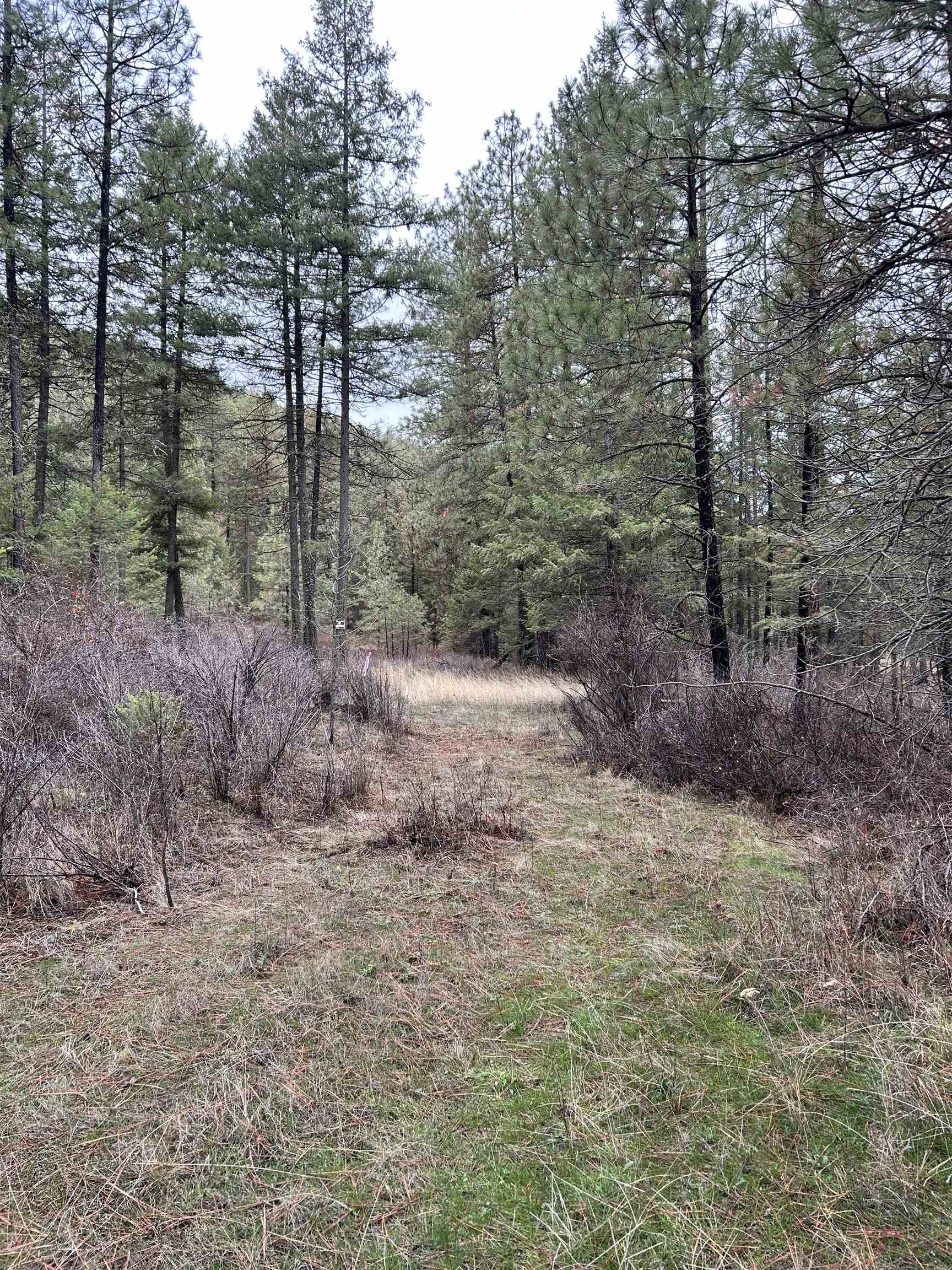 Xxx Coyote Ridge Ln Ford Ford, WA 99013 - Photo 39 of 42