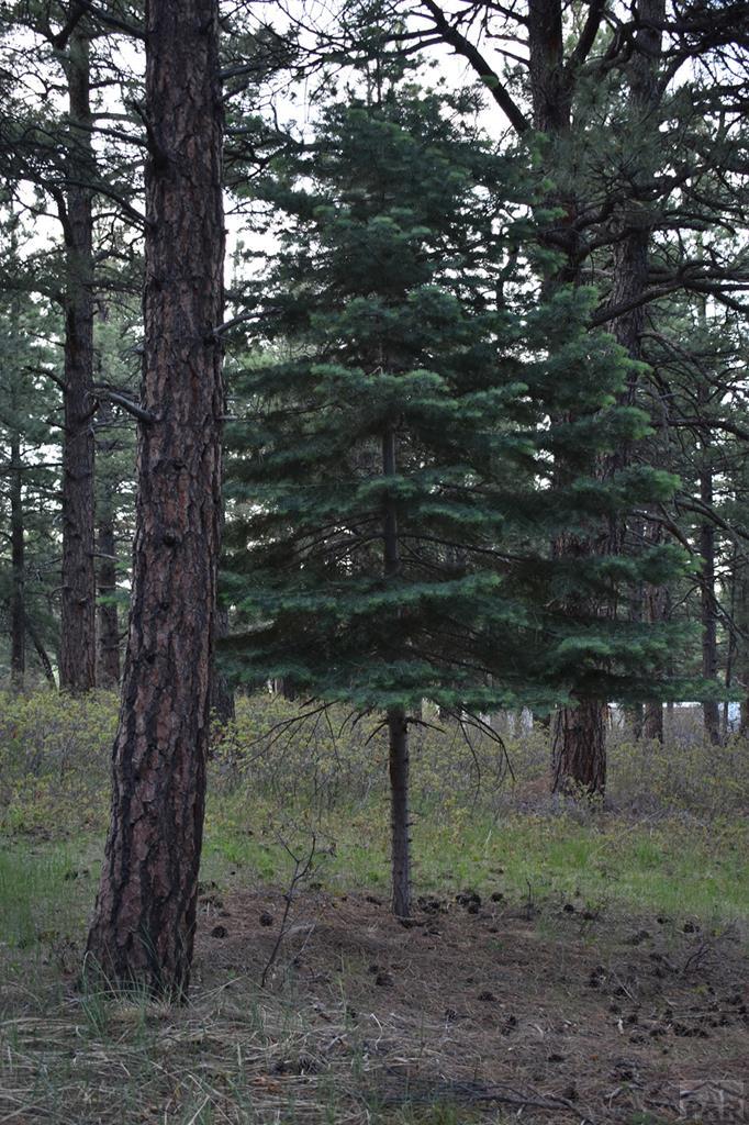 165 West Rye Co 81069 Rye, CO 81069 - Photo 15 of 38