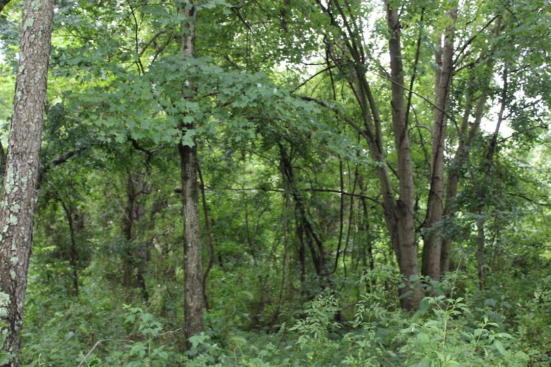 0 Erwin Road Jackson, OH 45640 - Photo 11 of 16