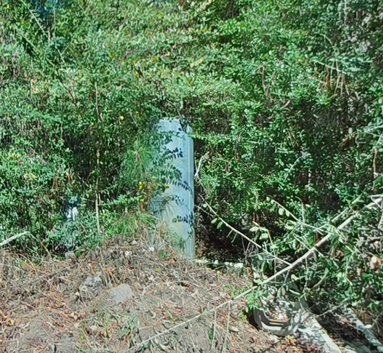 1705 Spring Ridge Road Coldspring, TX 77331 - Photo 23 of 26 a view of a garden with plants