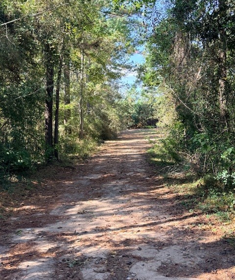 1705 Spring Ridge Road Coldspring, TX 77331 - Photo 5 of 26 a view of a yard with a trees