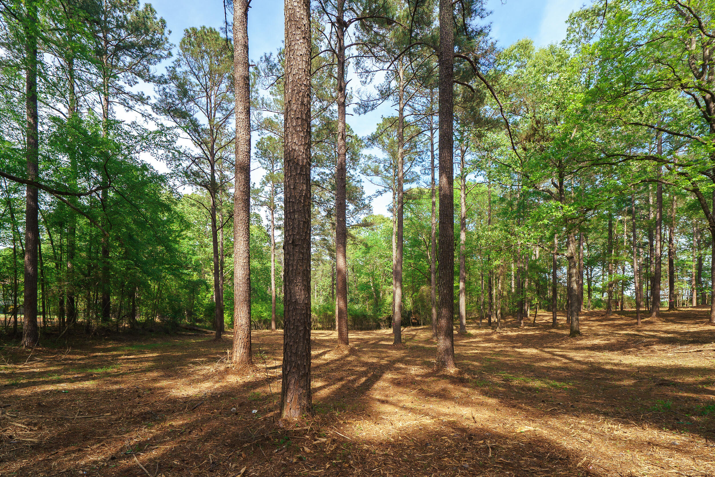 Lot 3 Banks Mill Road Southeast Aiken, SC 29803 - Photo 1 of 42