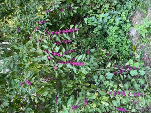 952 Mapoles Street Crestview, FL 32536 - Photo 4 of 23 a view of a flower in a garden