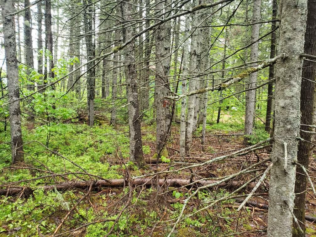 Lot 86-87 Pond Loop Road Stratton, ME 04982 - Photo 13 of 18 image(5)