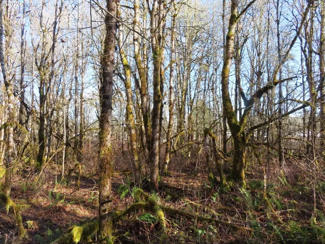 a view of a yard with a tree