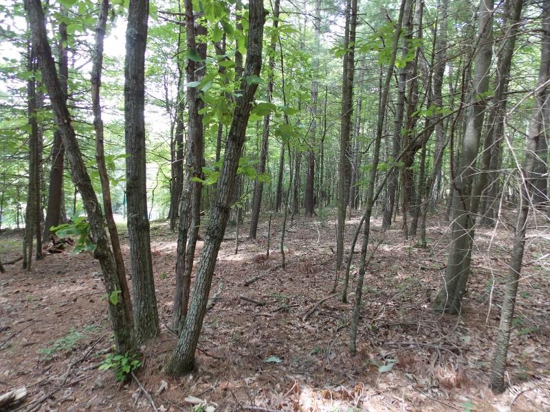 245 Wild Cherry Road Northeast Pilot, VA 24138 - Photo 16 of 37 DSCN8183 (800x600)