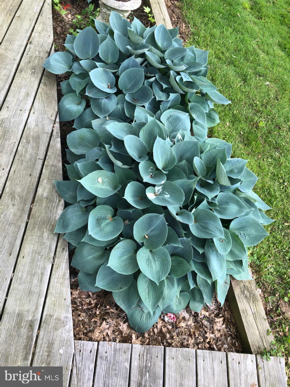 204 North Walnut Street Rising Sun, MD 21911 - Photo 17 of 19 Hostas