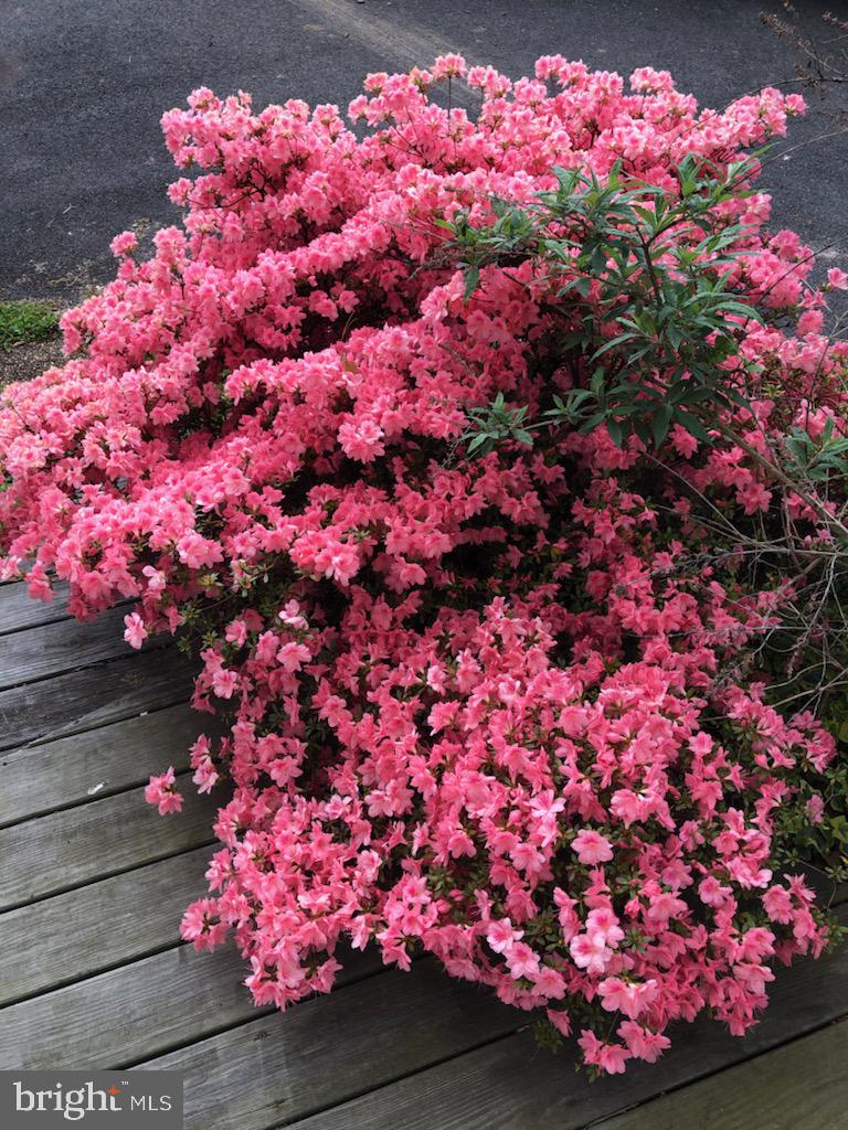204 North Walnut Street Rising Sun, MD 21911 - Photo 18 of 19 Beautiful bushes