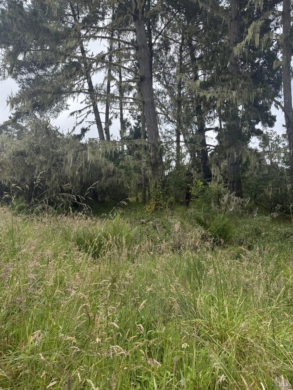 241 Alder Road Bolinas, CA 94924 - Photo 2 of 9