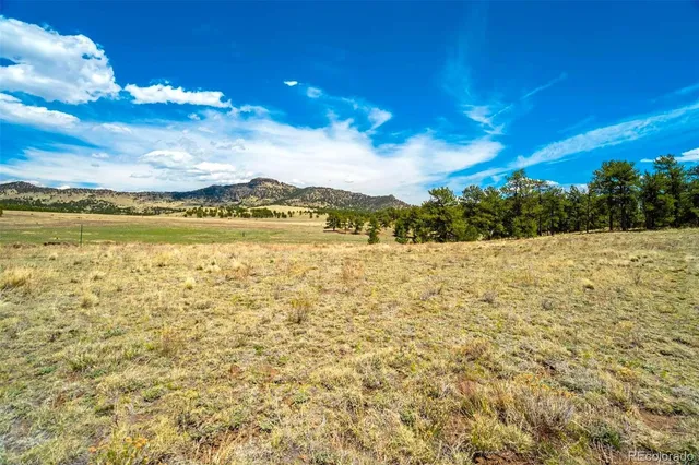 a view of a bunch of trees and bushes