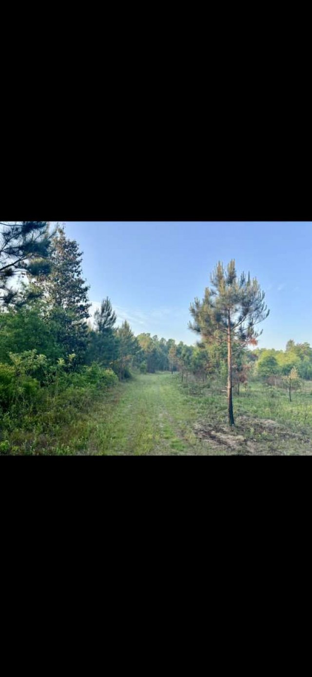 0 Sealy Wells Road Gordon, AL 36343 - Photo 11 of 25