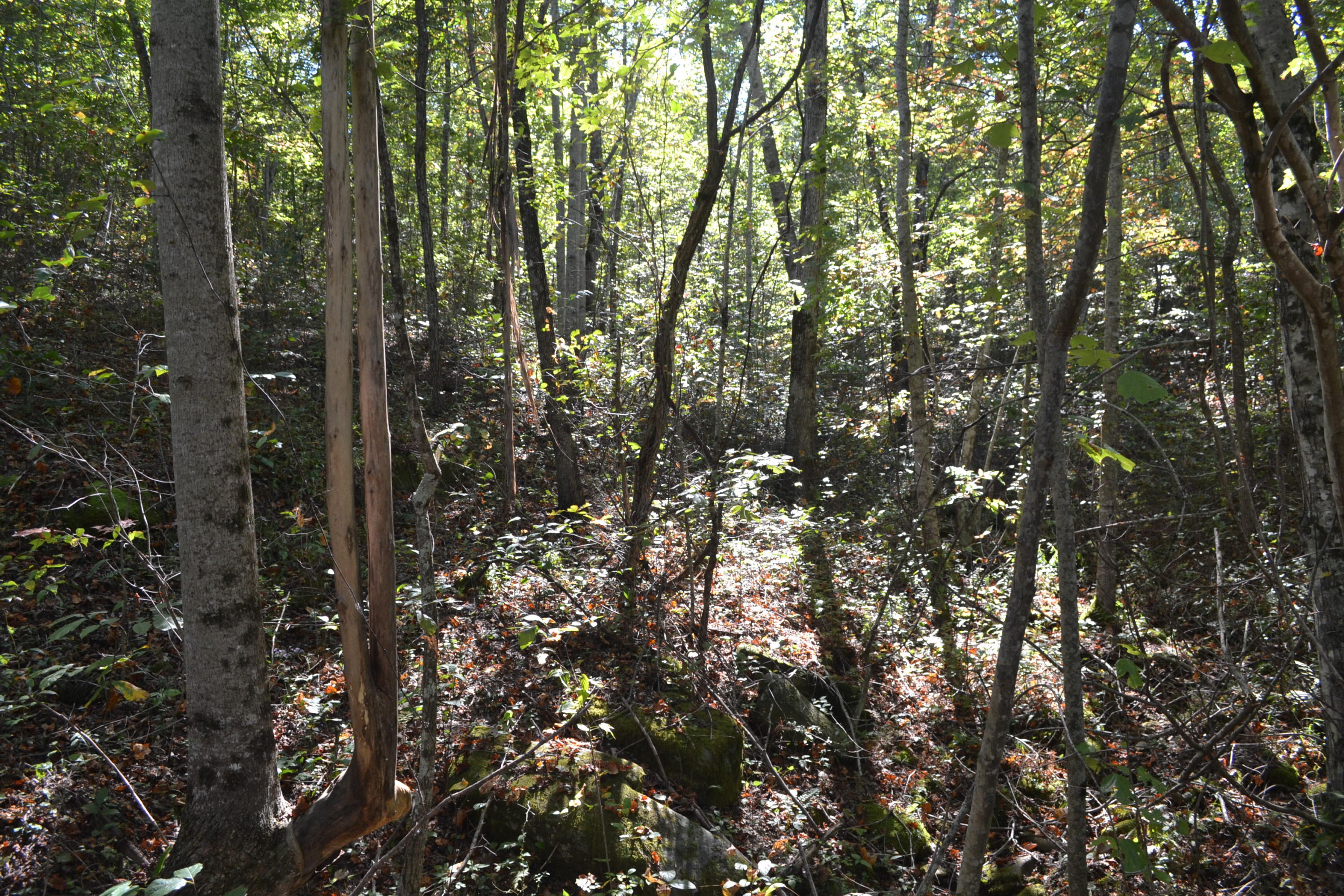 30-ac C Road Whitwell, TN 37397 - Photo 3 of 6 105