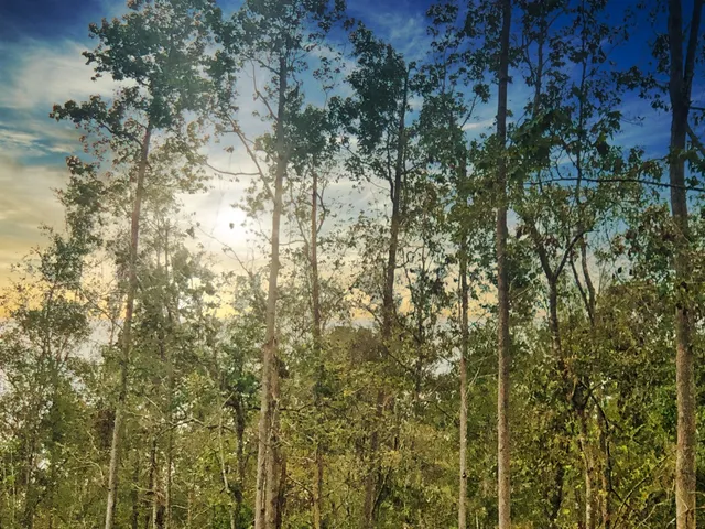 $220,000 | 0 Oleander Street, Vidor, TX 77662