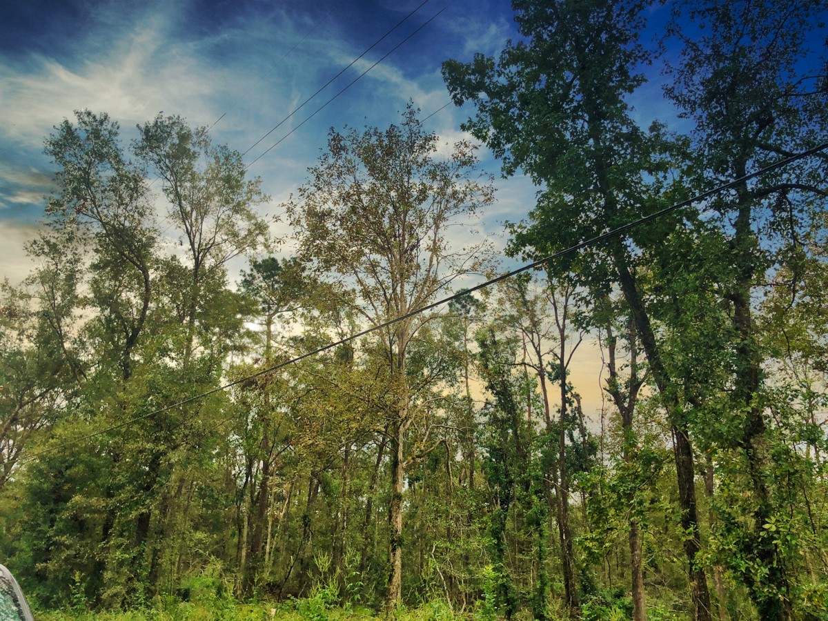 0 Oleander Street Vidor, TX 77662 - Photo 4 of 6