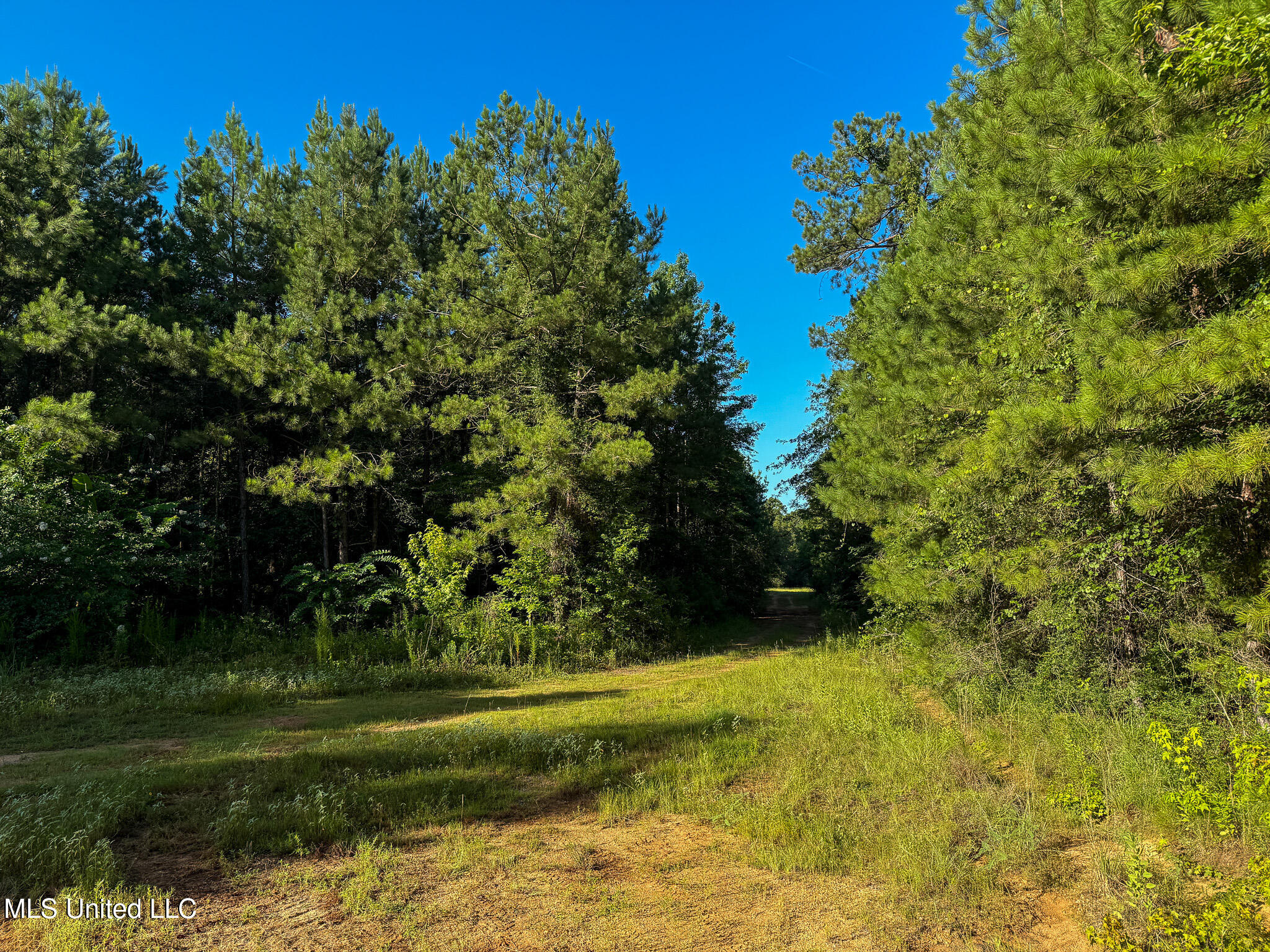 275 J M Burge Road Hattiesburg, MS 39402 - Photo 3 of 17 IMG_0692