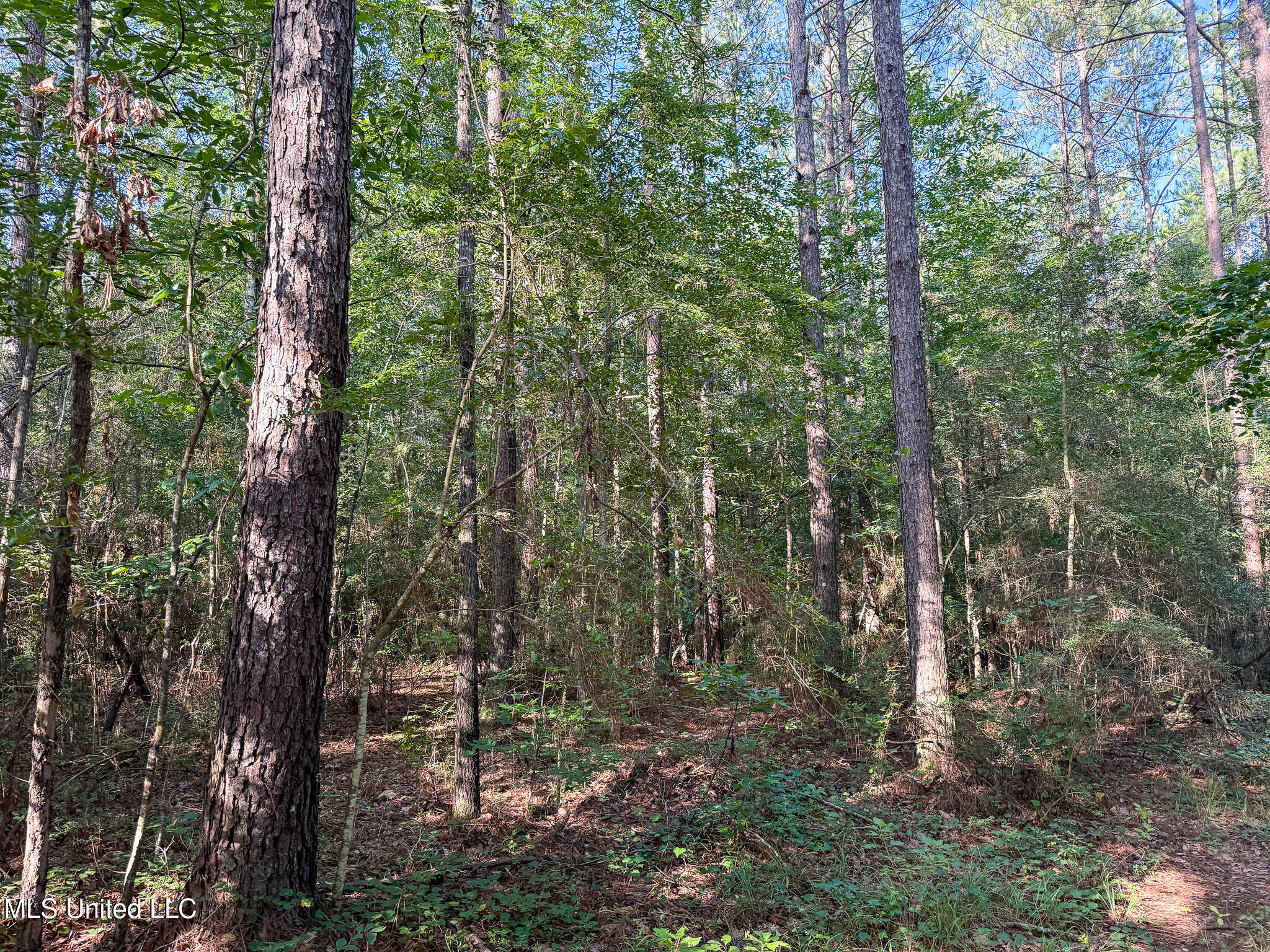 275 J M Burge Road Hattiesburg, MS 39402 - Photo 8 of 17 IMG_0698