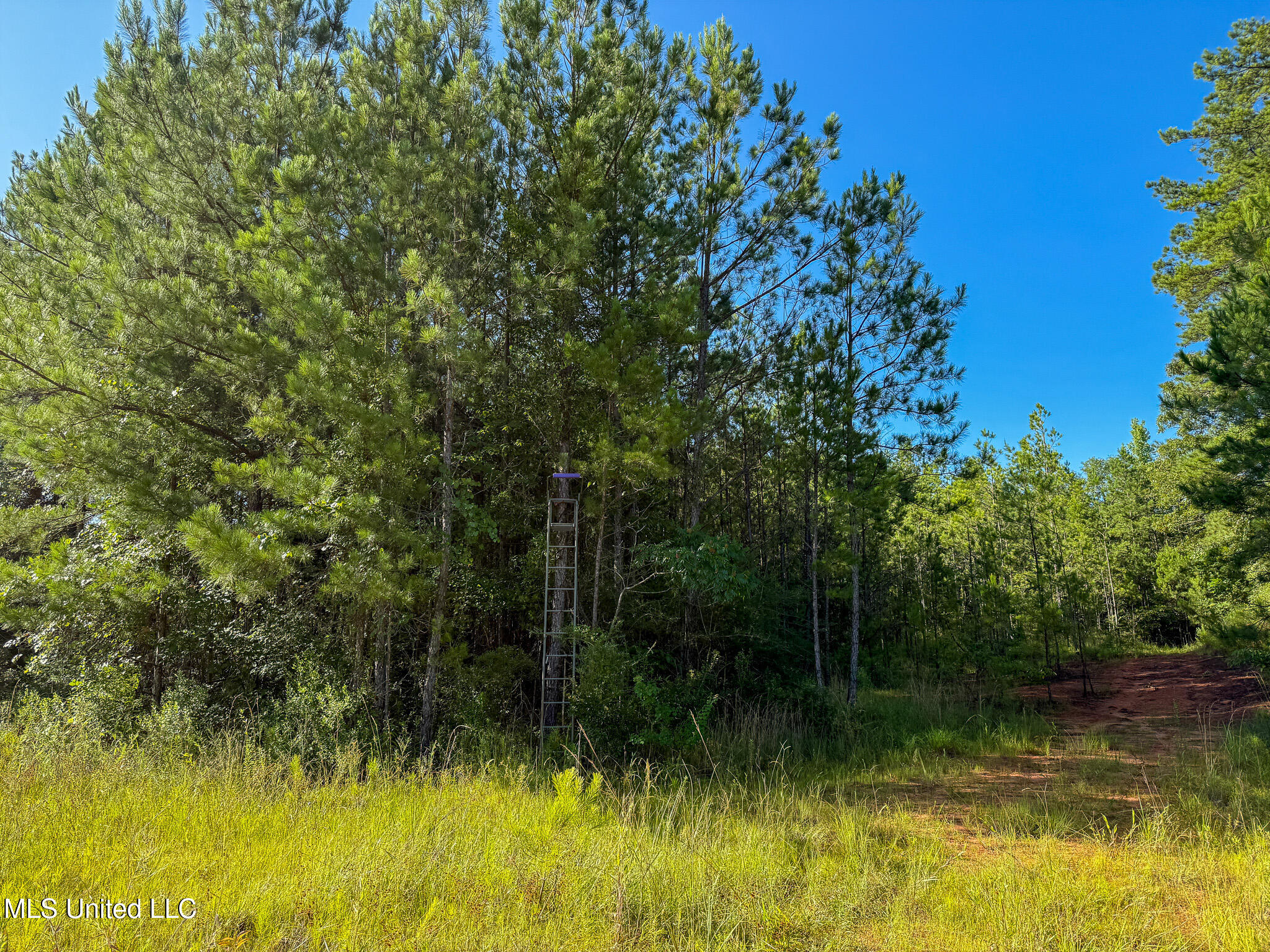 275 J M Burge Road Hattiesburg, MS 39402 - Photo 9 of 17 IMG_0699