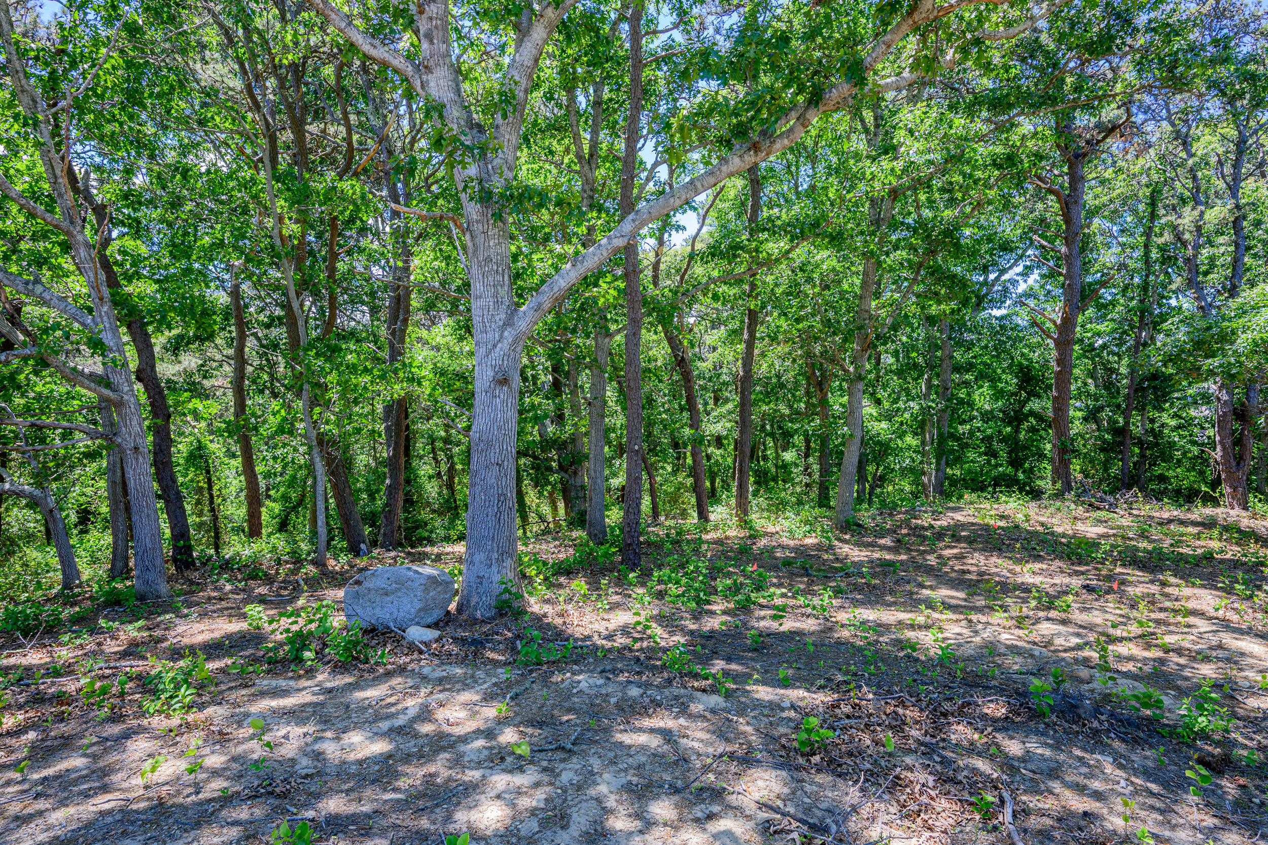 0 Ridgewood Drive Brewster, MA 02631 - Photo 33 of 42 a view of a forest with trees in the background
