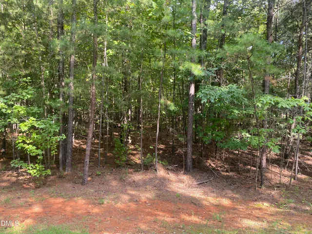 a view of a forest with trees in the background