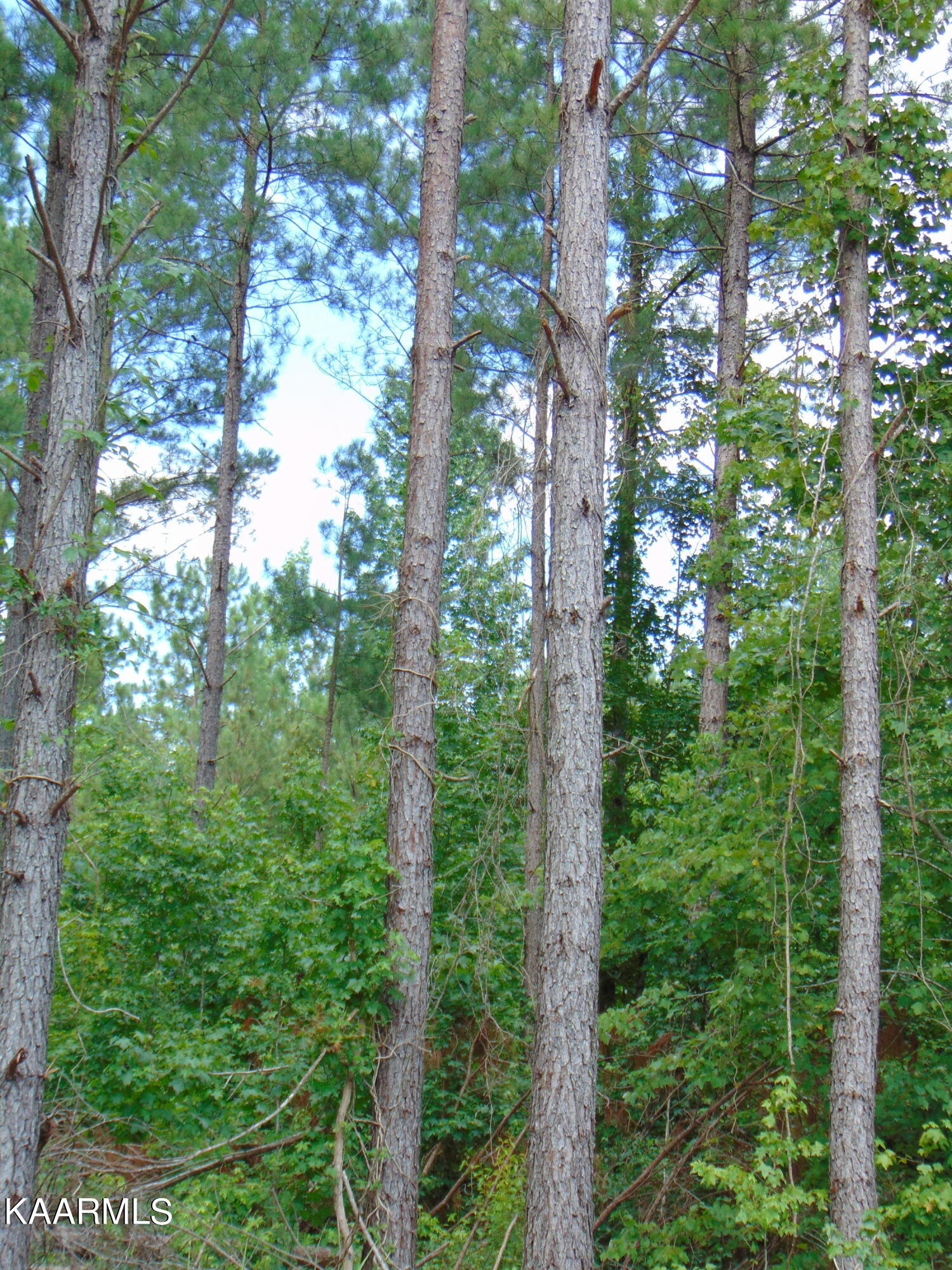 2 C Charles Road Decatur, TN 37322 - Photo 5 of 8 TR 2C Charles 3