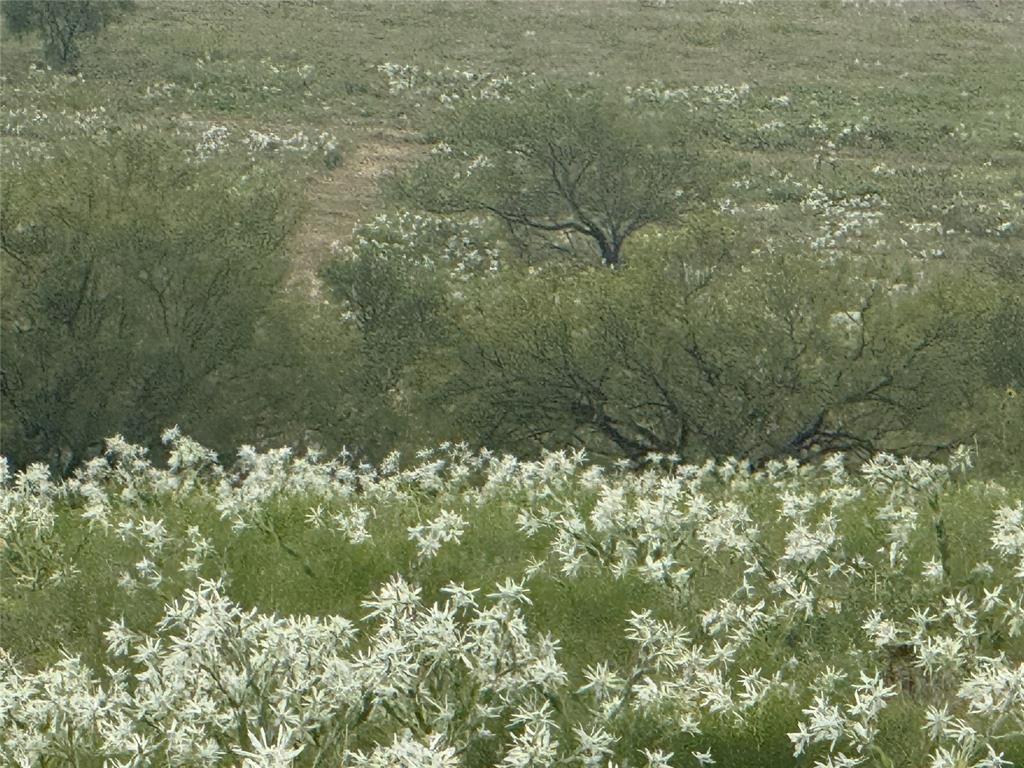279 Private Road 2202 Decatur, TX 76234 - Photo 3 of 5 a close up of a plant
