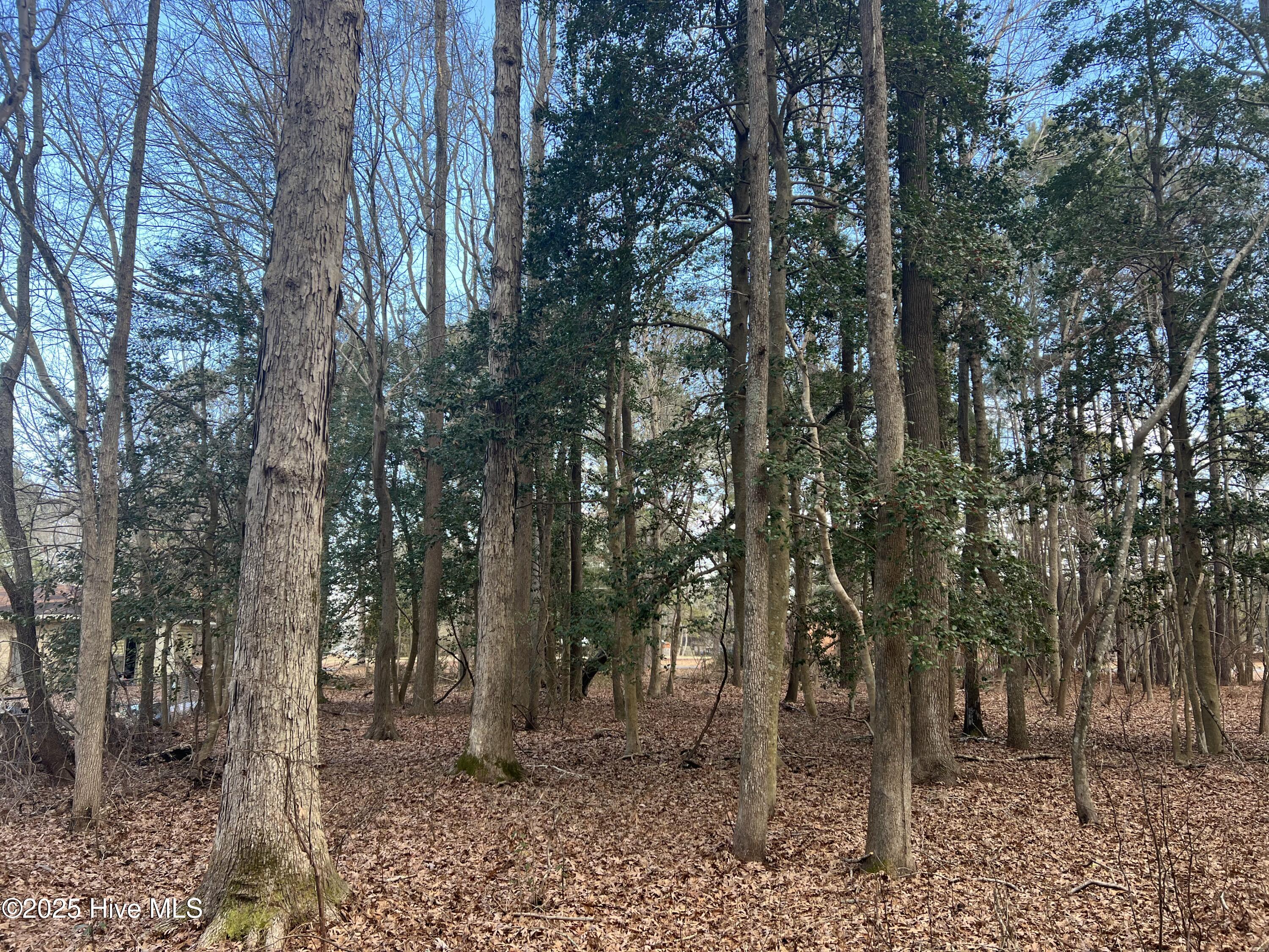 0 Bridgersville Road Macclesfield, NC 27852 - Photo 1 of 4 Primary Photo