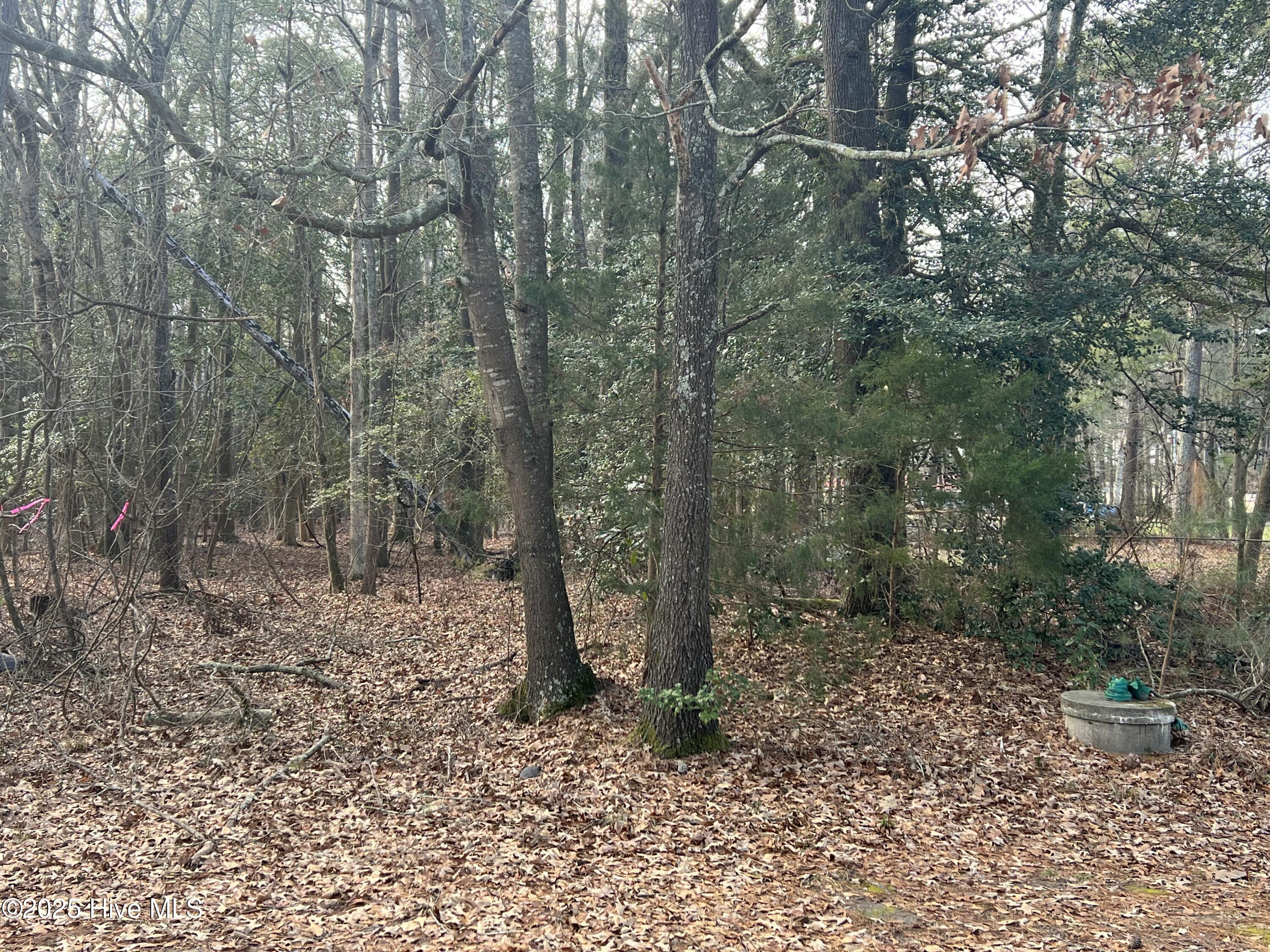 0 Bridgersville Road Macclesfield, NC 27852 - Photo 3 of 4 IMG_0684