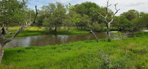 a view of a lush green space