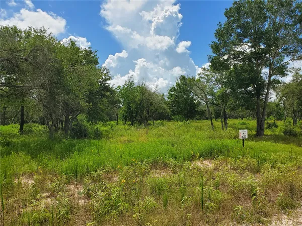a view of a lush green forest