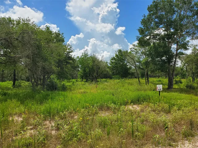 a view of a lush green forest
