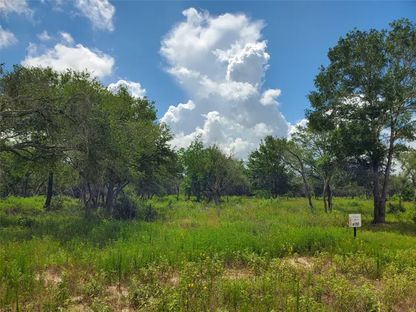 a view of a lush green forest
