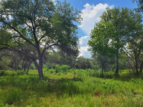 a view of a lush green forest