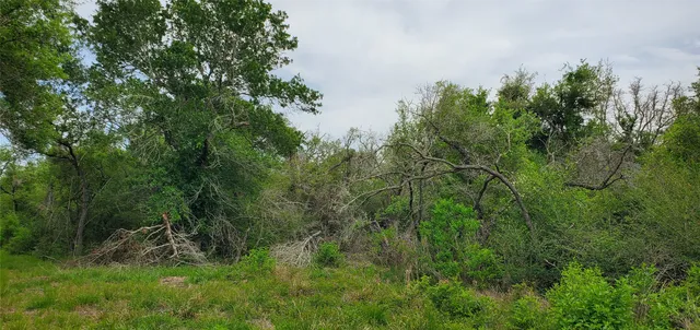a view of a field with an ocean and trees