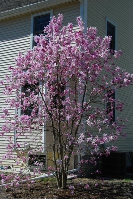 48 Boston Road Westford, MA 01886 - Photo 41 of 41 Gallery Image 41